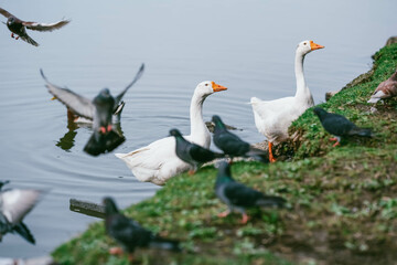 white swans on the lake, swans swimming in a lake