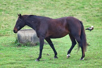 Fototapeta premium New Zealand