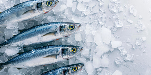 Row of mackerel fish on crushed ice. Top view of seafood on a white background.