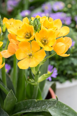 Beautiful Chincherinchee (Ornithogalum dubium) flowers.