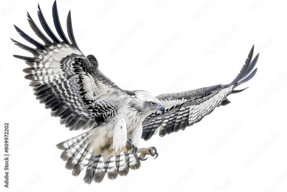 Wall mural majestic african crowned eagle in flight isolated on white background for bird enthusiasts