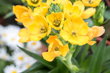 Beautiful Chincherinchee (Ornithogalum dubium) flowers.