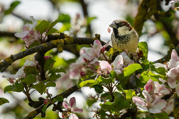 House Sparrow on Blossom