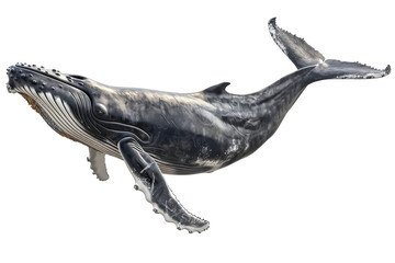 Majestic Humpback Whale in the Pacific Ocean