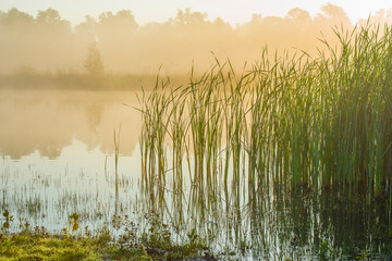 The edge of a lake with reed in wetland in springtime at sunrise , Almere, Flevoland, The Netherlands, May 9, 2024