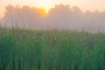 The edge of a lake with reed in wetland in springtime at sunrise , Almere, Flevoland, The Netherlands, May 9, 2024