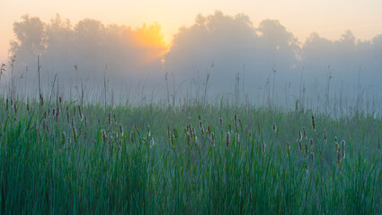 The edge of a lake with reed in wetland in springtime at sunrise , Almere, Flevoland, The Netherlands, May 9, 2024