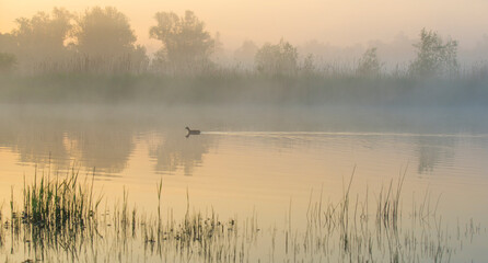 Fototapeta premium The edge of a lake with reed in wetland in springtime at sunrise , Almere, Flevoland, The Netherlands, May 9, 2024
