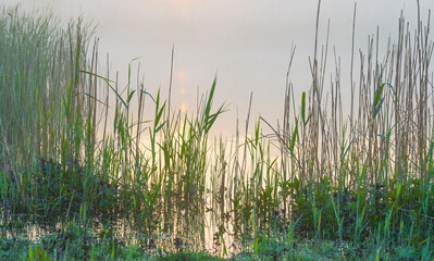 The edge of a lake with reed in wetland in springtime at sunrise , Almere, Flevoland, The Netherlands, May 9, 2024