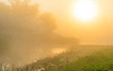 Naklejka premium The edge of a lake with reed in wetland in springtime at sunrise , Almere, Flevoland, The Netherlands, May 9, 2024