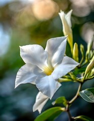Fototapeta premium close-up photo of white mandevilla flower blooming. dim light photography