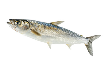 Fototapeta premium Detailed Atlantic Herring Fish Isolated on White Background for Marine Enthusiasts