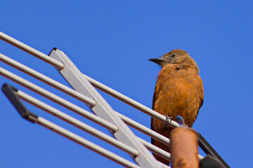 bird known as the Cliff Flycatcher (Hirundinea ferruginea), perched on the stalks of an antenna, under a cloudless blue sky.
