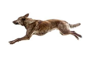 Fototapeta premium Energetic Australian Kelpie in Mid-Jump Isolated on White Background