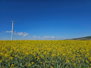 Solitary wind turbine towering over a vibrant yellow rapeseed field under a blue sky.