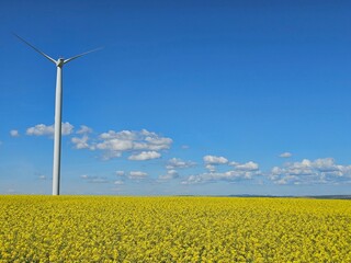 Wind turbine in a sprawling yellow rapeseed field under a clear sky with clouds.