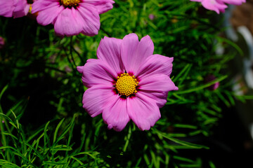 pink flowers in the park