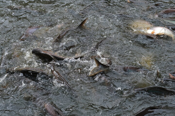 Fish in the pond for cooking