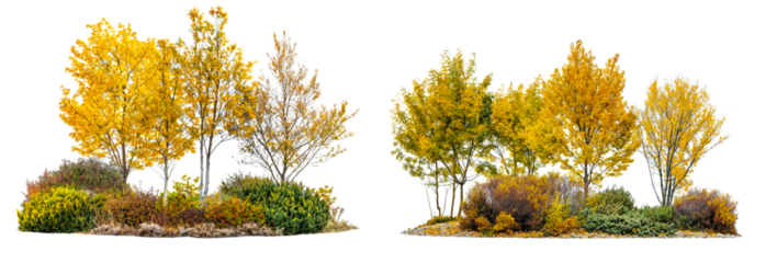 Realistic trees and bushes in autumn yellow isolated on transparent or white background, 