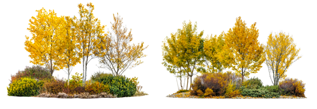 Realistic trees and bushes in autumn yellow isolated on transparent or white background, 