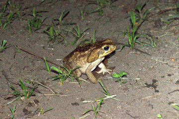 Giant Toad or Marine Toad (Rhinella marina) in the sand of the rainforest of Costa Rica