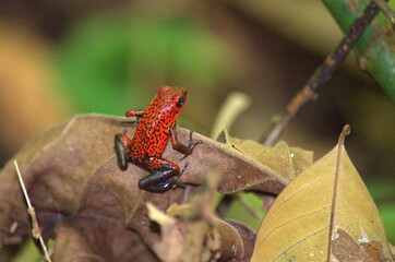 Strawberry Poison (Dart) Frog, Oophaga pumilio perched in a leaf of the rainforest of Costa Rica