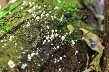 Champignons sur un tronc en décomposition