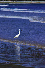 White heron walking in the sea with blue waters and small waves.