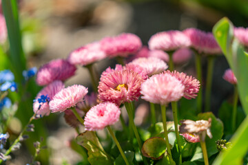 pink and purple wild flowers in the park in berlin in early spring on a hot day