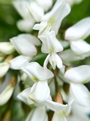 white acacia flowers close up
