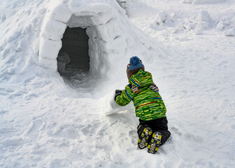 A little boy rolls a snow brick for an igloo, a traditional shelter of the northern peoples from...
