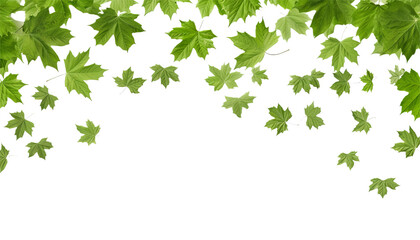green leaves frame foreground isolated on transparent background cutout