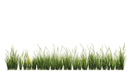 Fototapeta premium green grass isolated on transparent background cutout