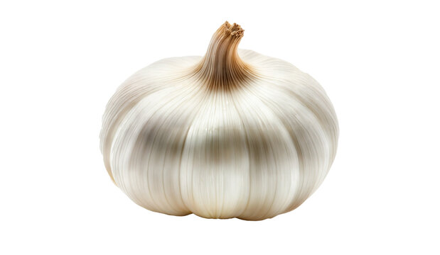 A single white garlic bulb 