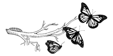 Butterfly Metamorphosis Vector drawing. Hand drawn line art of insect evolution. Black outline illustration of moth transformation. Nature life cycle sketch. On a white isolated background - obrazy, fototapety, plakaty