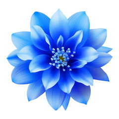 Fototapeta premium blue flower isolated on transparent background cutout