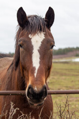 Horse Portrait, Portret Konia