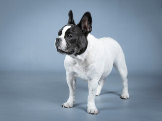 White French Bluldog with black face standing in a studio