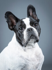 Portrait of a white French Bulldog with a black face in a photography studio