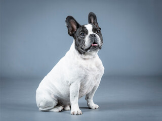 White French Bluldog with black face sitting in a photography studio
