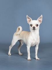 Light cream chihuahua posing in a studio