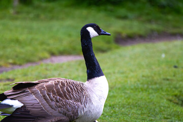 Canadian goose in Scotland, in Edinburgh, park next to Arthur's Seat mountain