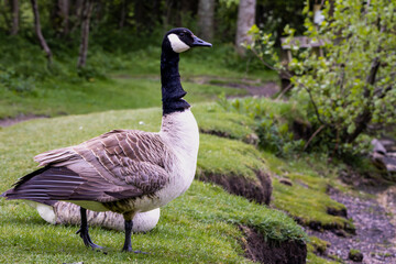 Canadian goose in Scotland, in Edinburgh, park next to Arthur's Seat mountain