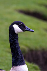Canadian goose in Scotland, in Edinburgh, park next to Arthur's Seat mountain