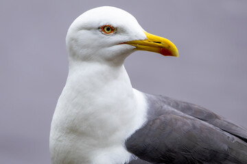 Seagull - Close Up view of wild seagull sea bird in Edinburgh Scotland, near Arthur's Seat.