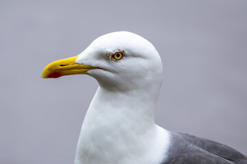 Seagull - Close Up view of wild seagull sea bird in Edinburgh Scotland, near Arthur's Seat.