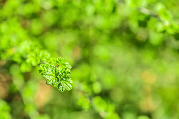 natural background. young bright green gooseberry leaves