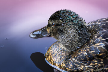 Mallard or wild duck, Anas platyrhynchos - lake in Edinburgh Scotland, near Arthur's Seat.