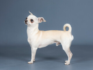 Light cream chihuahua posing in a studio