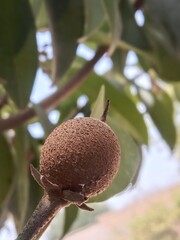 Manilkara zapota fruit or sapodilla sapote, chicozapote, chicoo, chicle, naseberry, nispero, or soapapple or chiku fruit 
